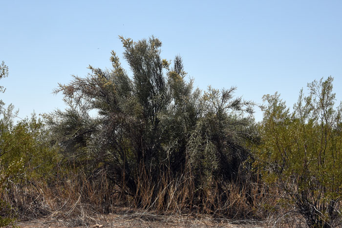 Crucifixion Thorn is somewhat rare in the United States where it is found only in Arizona and California. The trees are grotesque in appearance and appropriately named with their many nasty sharply spinose branches. Castela emoryi